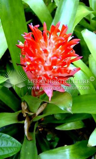 Billbergia pyramidalis